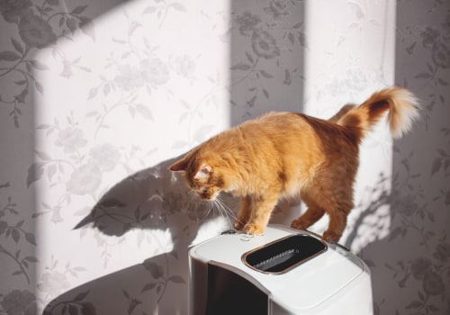 The Power of Air Purifiers in Reducing Pet Dander Allergies